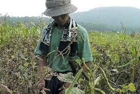 Upaya Mendorong Petani Menanam Kedelai untuk Swasembada Nasional